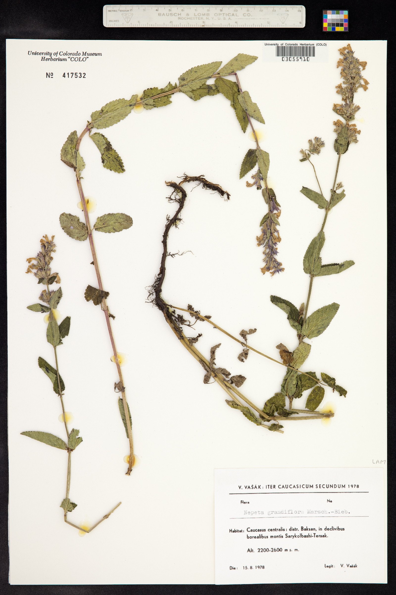 Nepeta grandiflora image