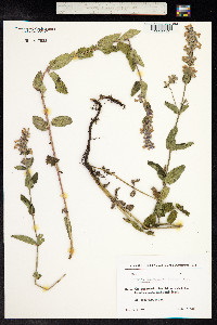 Nepeta grandiflora image