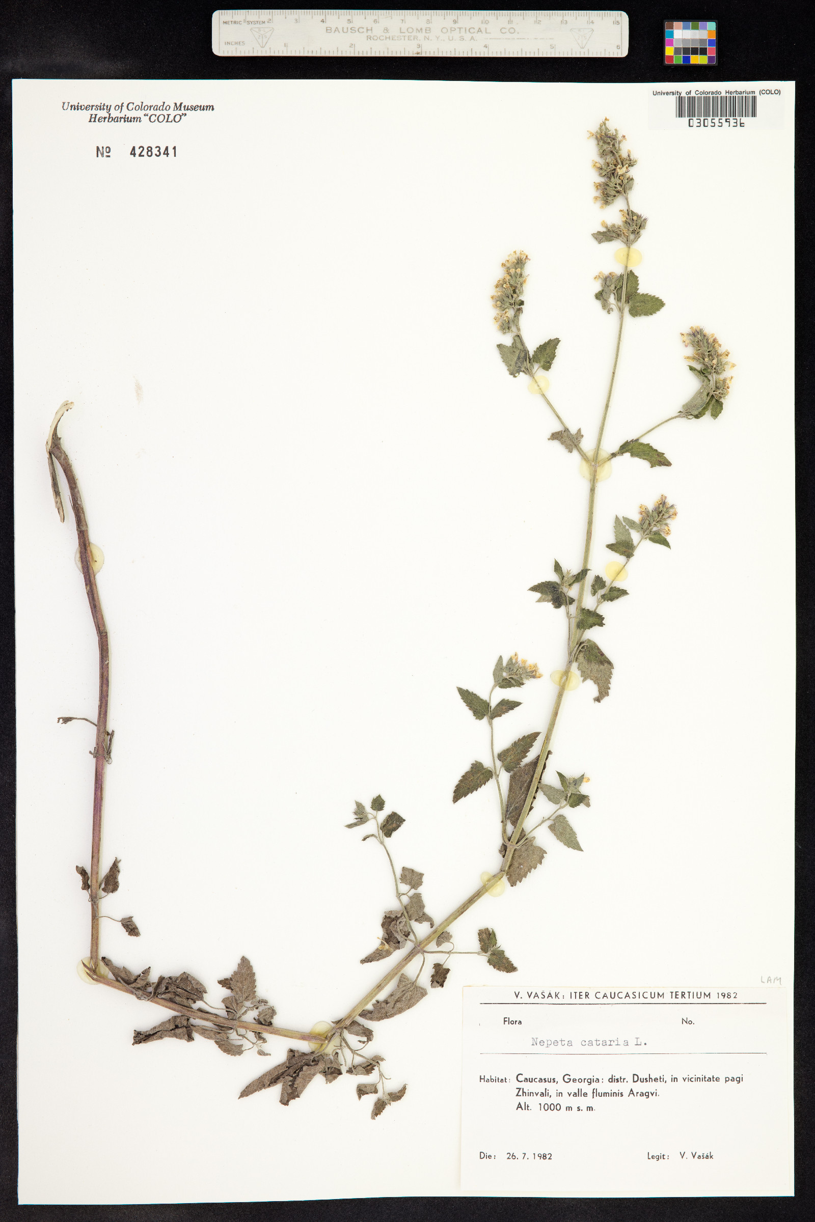 Nepeta cataria image