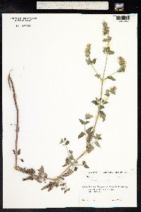 Nepeta cataria image