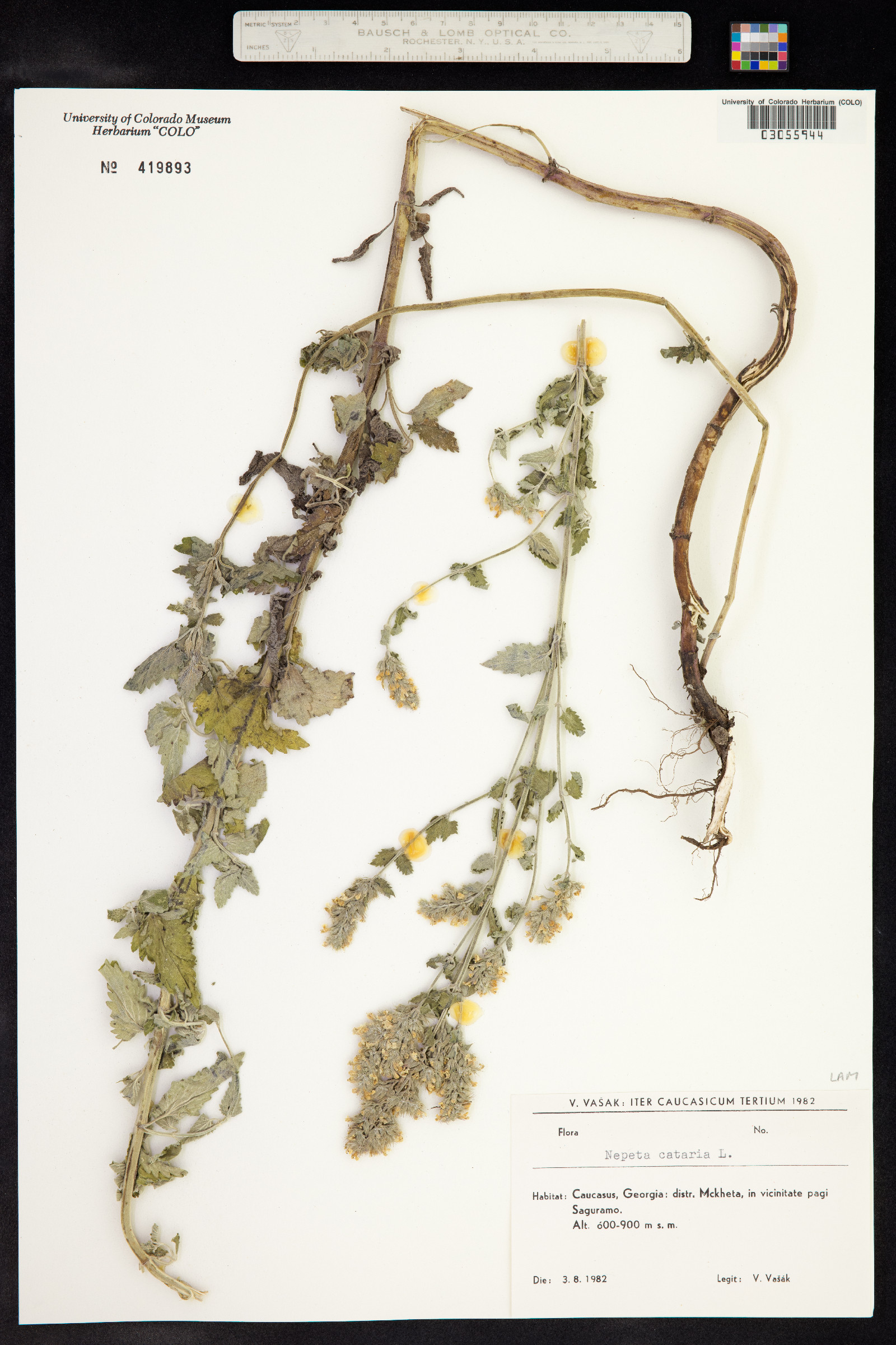Nepeta cataria image