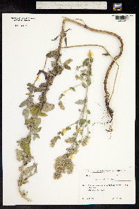 Nepeta cataria image