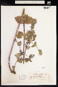 Nepeta cataria image