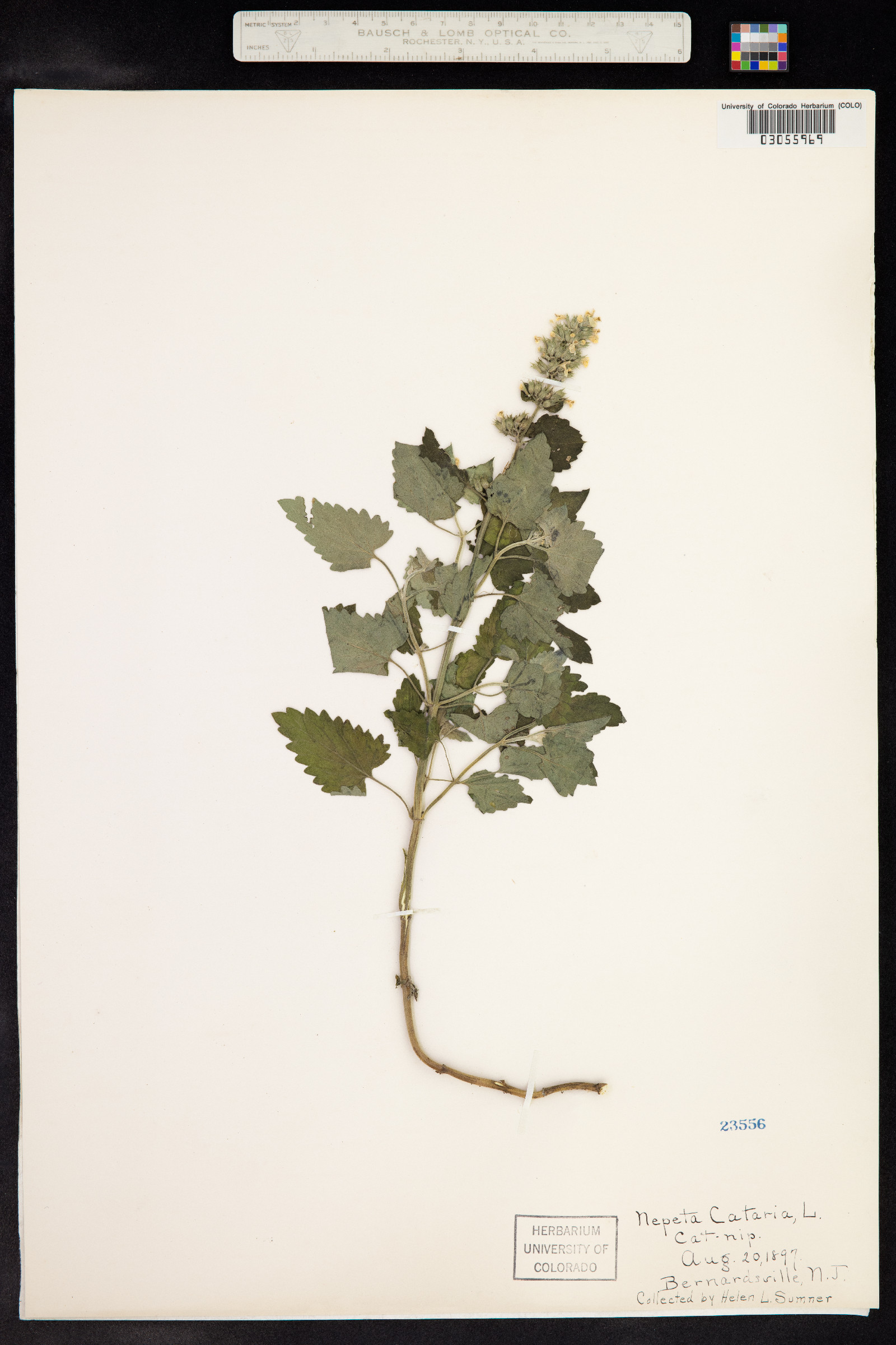 Nepeta cataria image