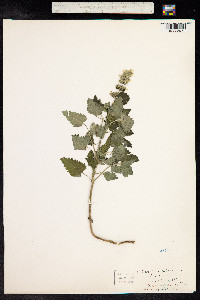 Nepeta cataria image