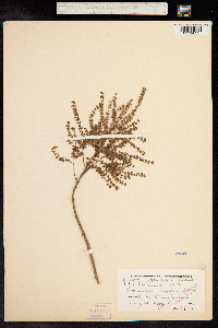 Tetradenia riparia image