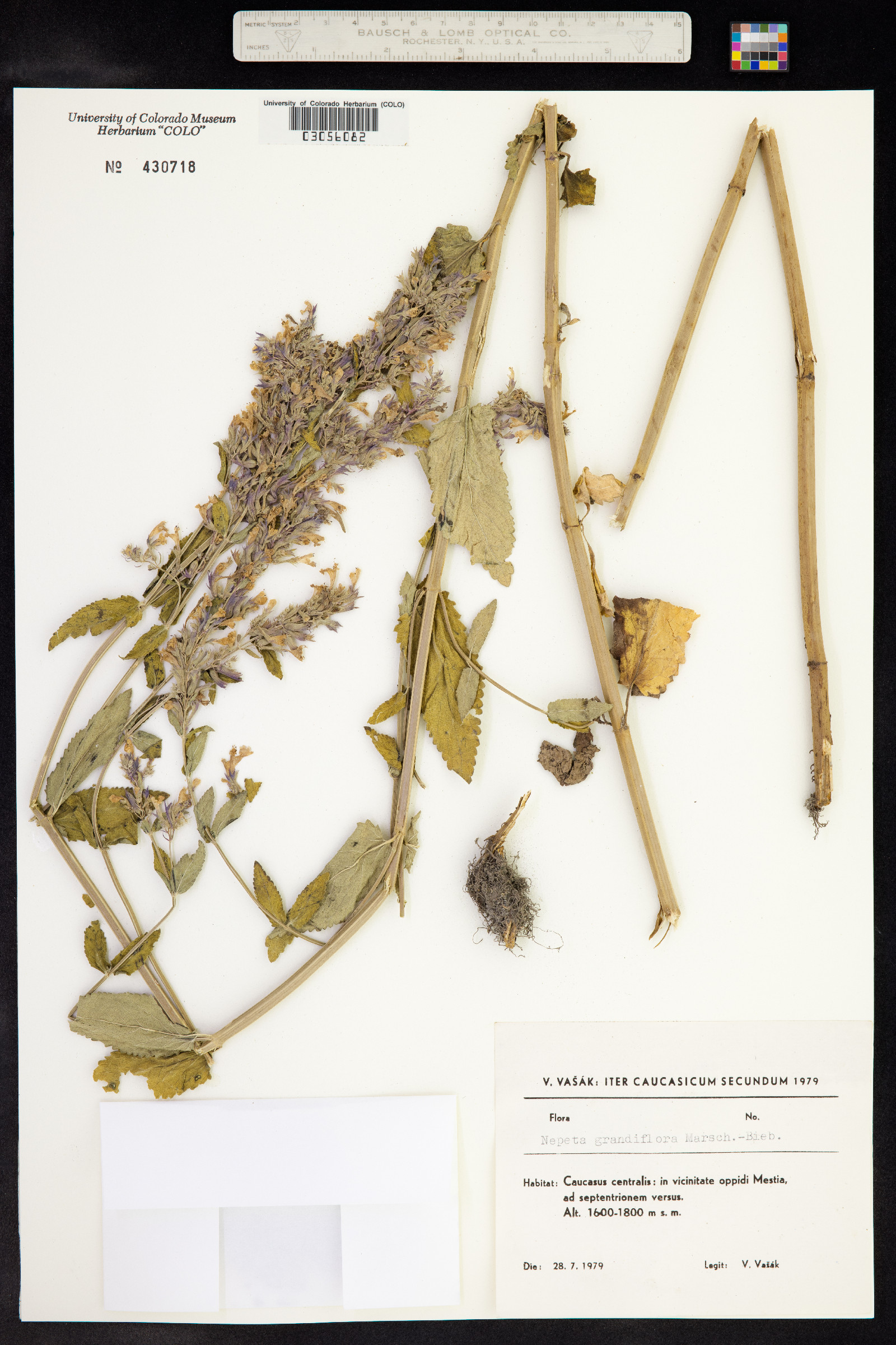 Nepeta grandiflora image