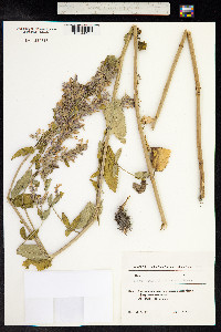 Nepeta grandiflora image