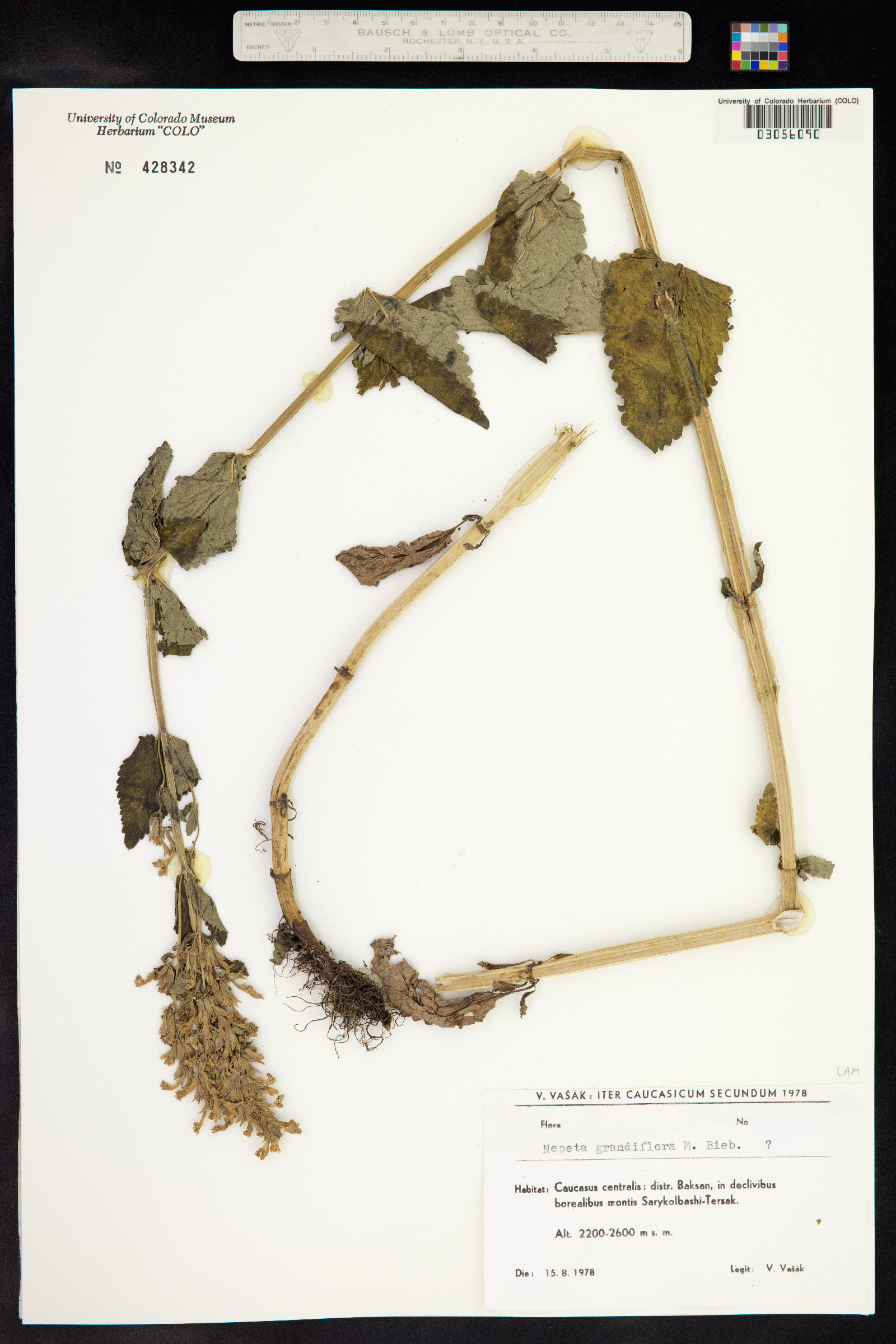 Nepeta grandiflora image