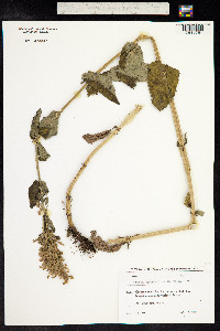 Nepeta grandiflora image