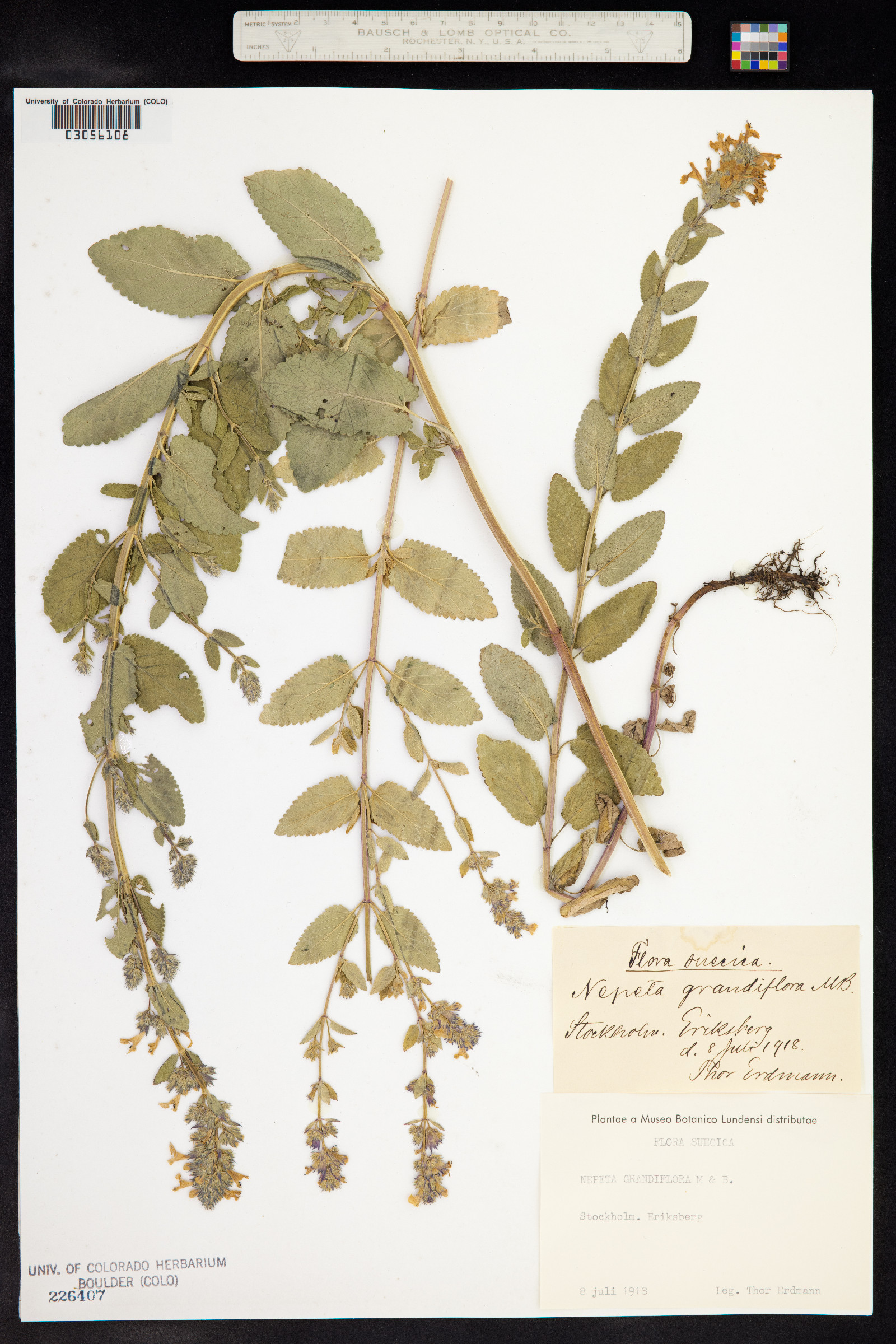 Nepeta grandiflora image