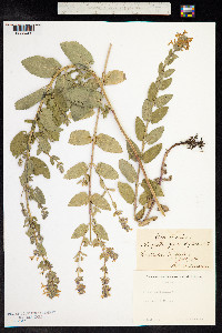 Nepeta grandiflora image