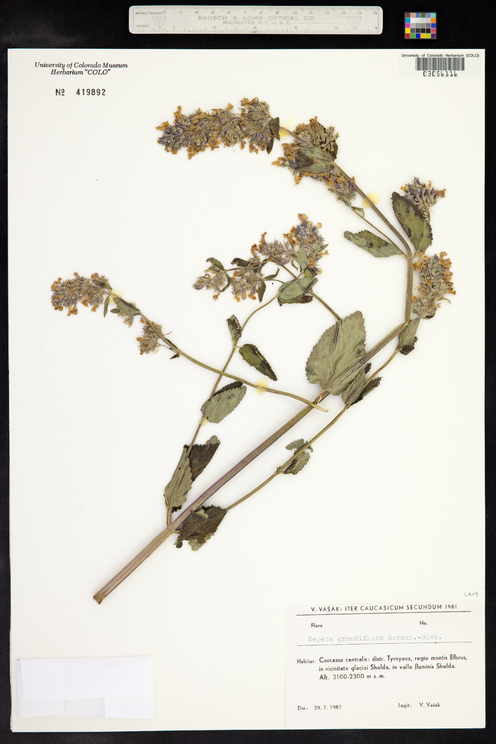 Nepeta grandiflora image