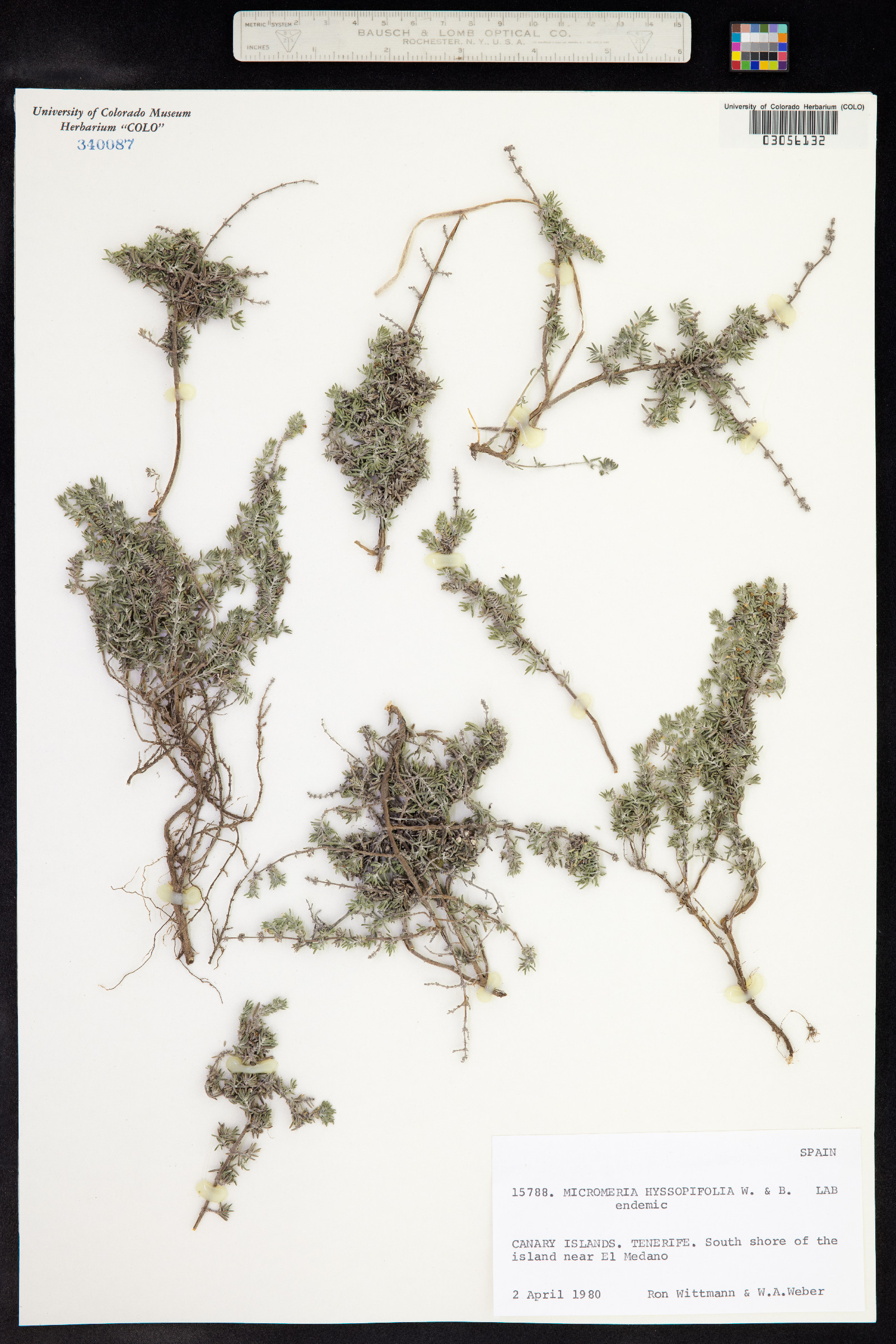 Micromeria hyssopifolia image