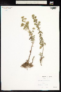 Origanum vulgare image