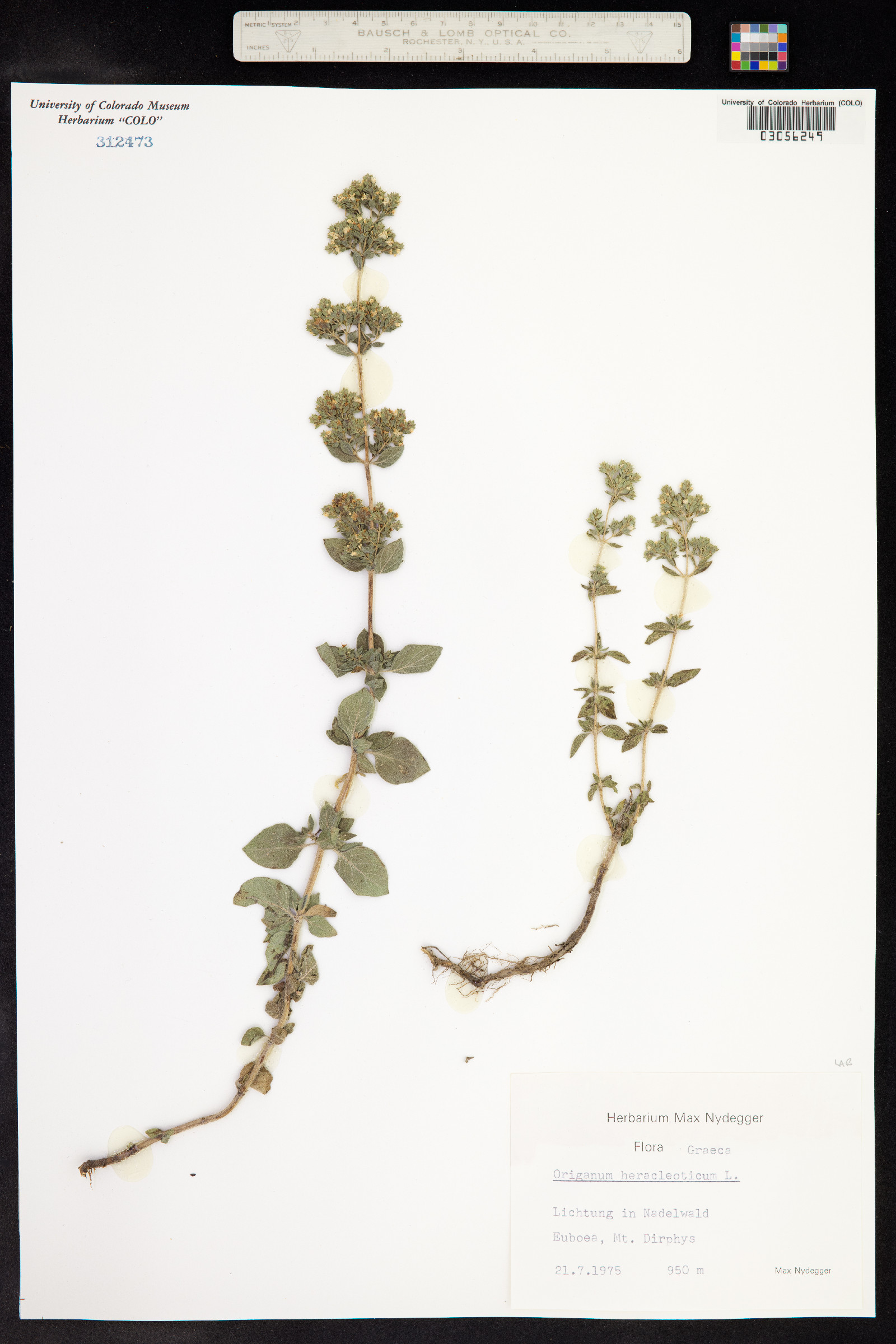 Origanum vulgare image