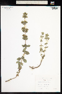 Origanum vulgare image