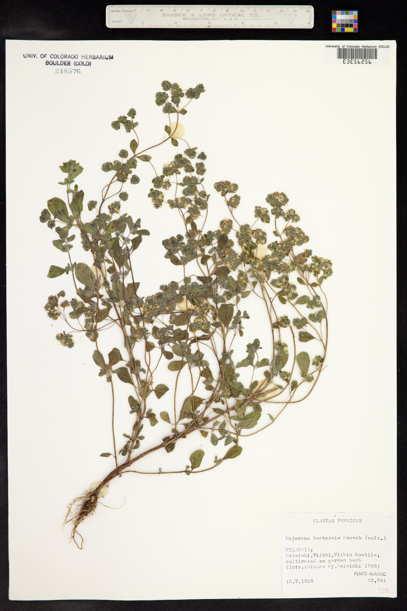 Origanum majorana image