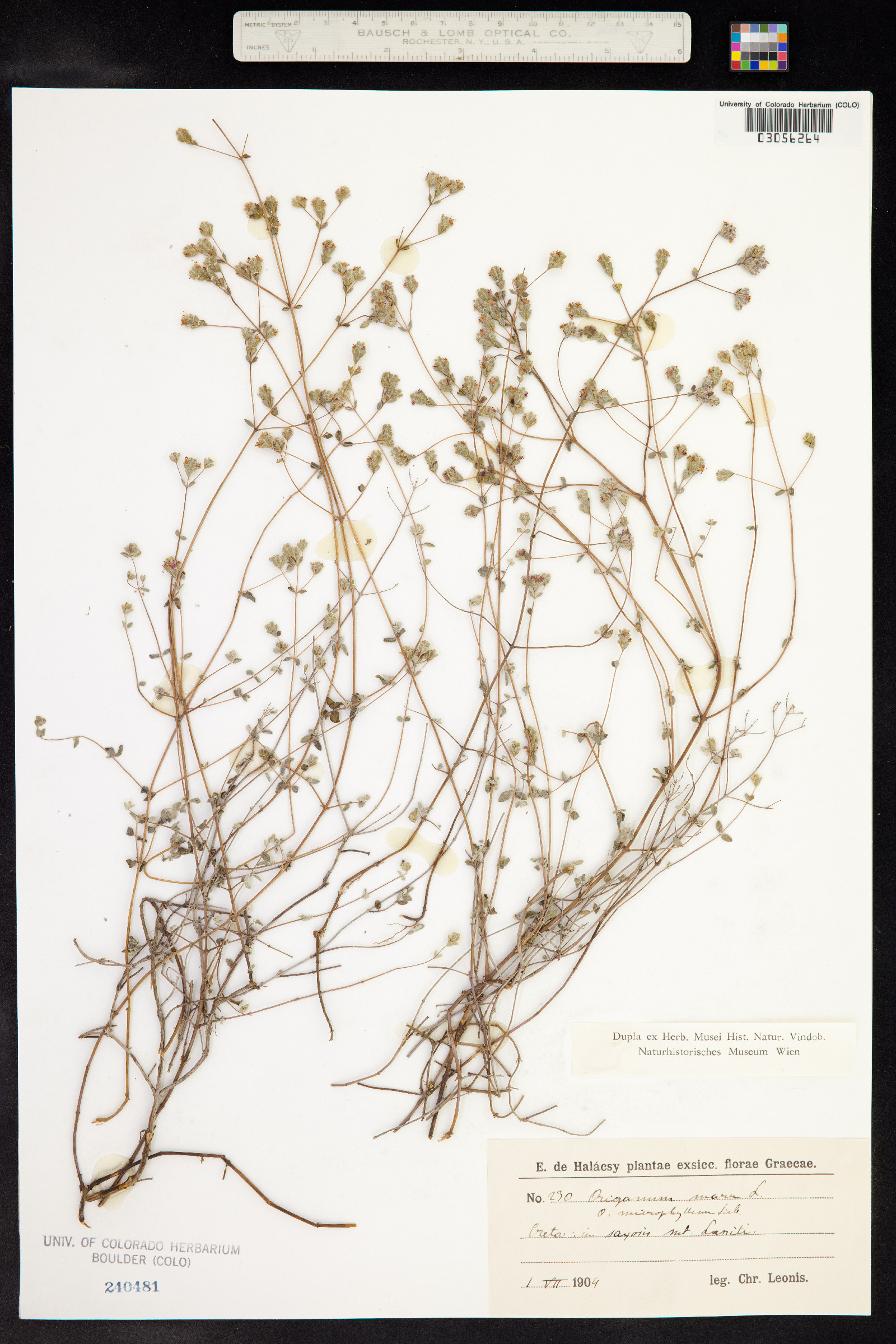 Origanum syriacum image