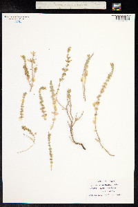Origanum ramonense image