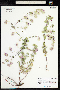 Origanum scabrum image