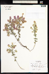 Media resource of Origanum scabrum