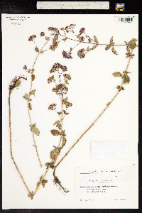 Origanum vulgare image