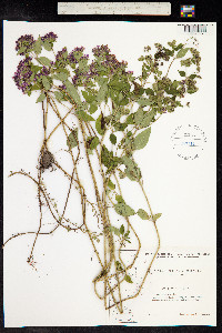 Origanum vulgare image