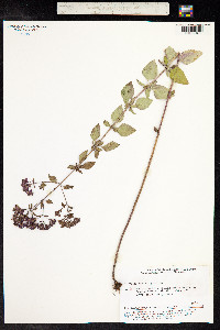 Origanum vulgare image