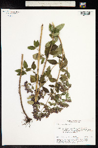 Origanum vulgare image