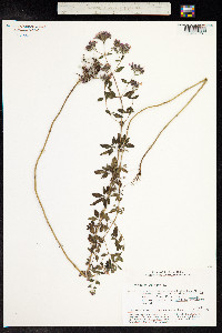 Origanum vulgare image