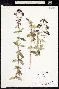 Origanum vulgare image