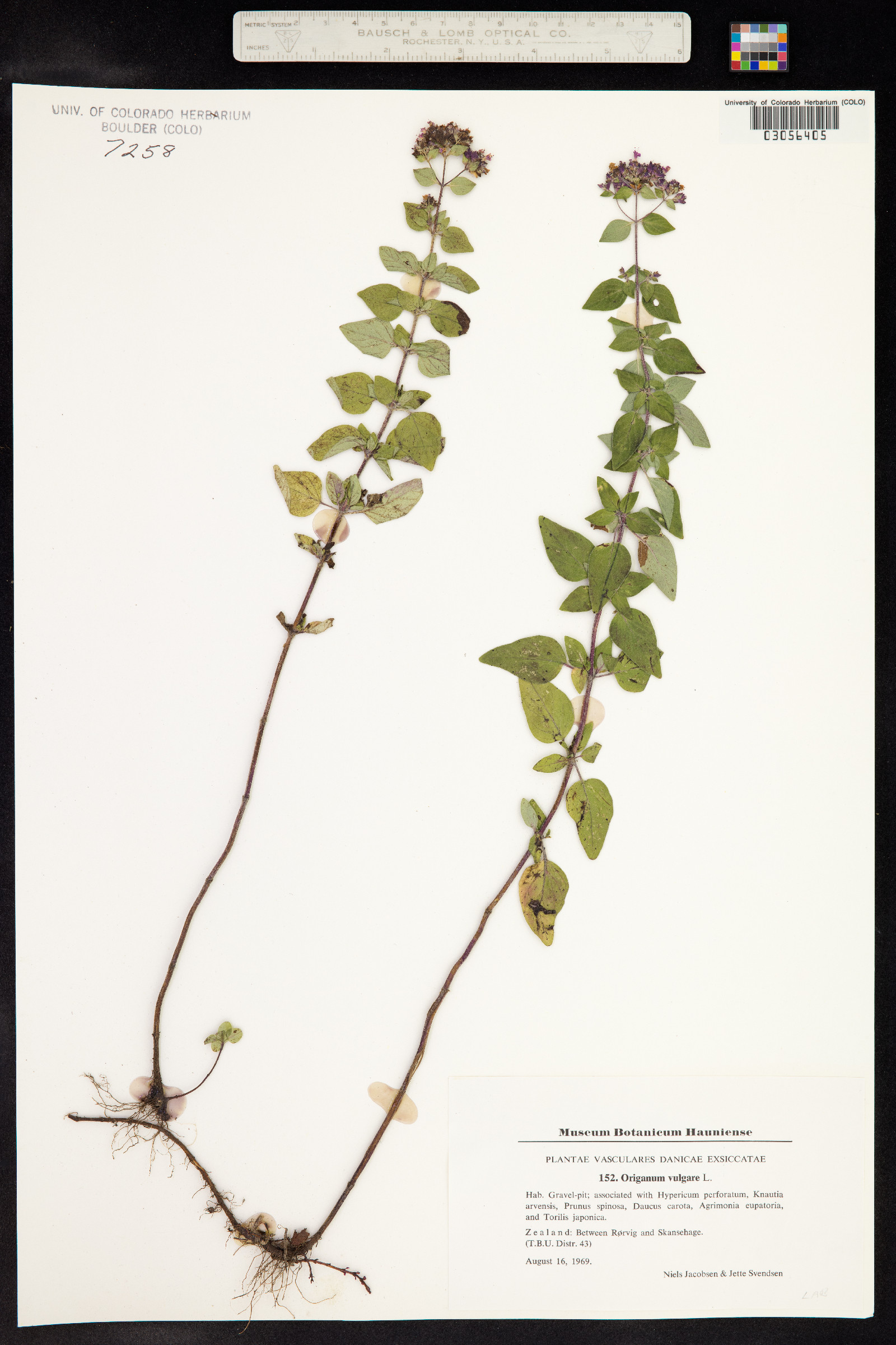 Origanum vulgare image