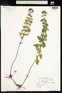 Origanum vulgare image