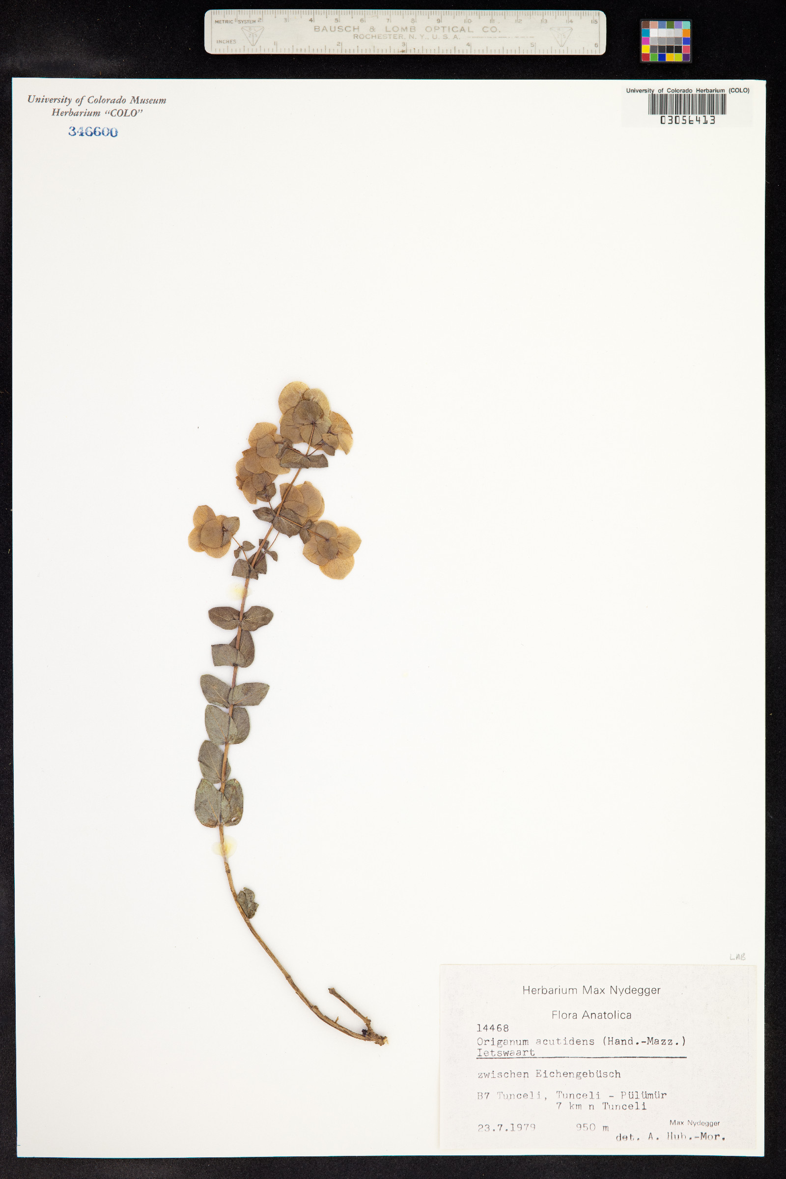 Origanum acutidens image