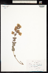 Origanum acutidens image