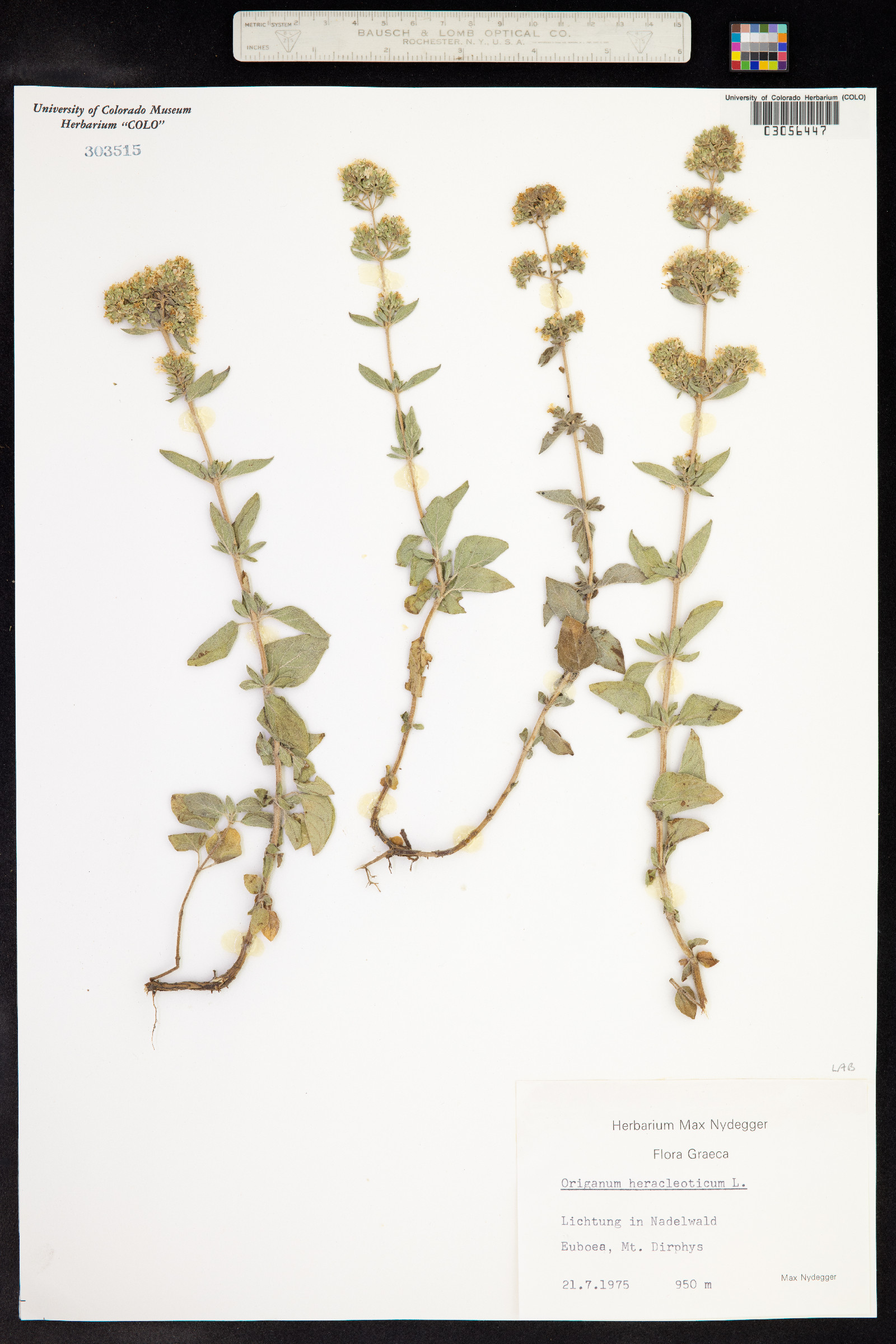 Origanum heracleoticum image