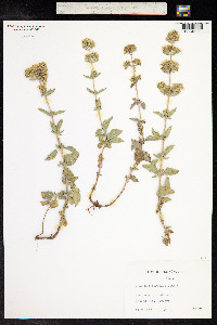 Origanum vulgare image