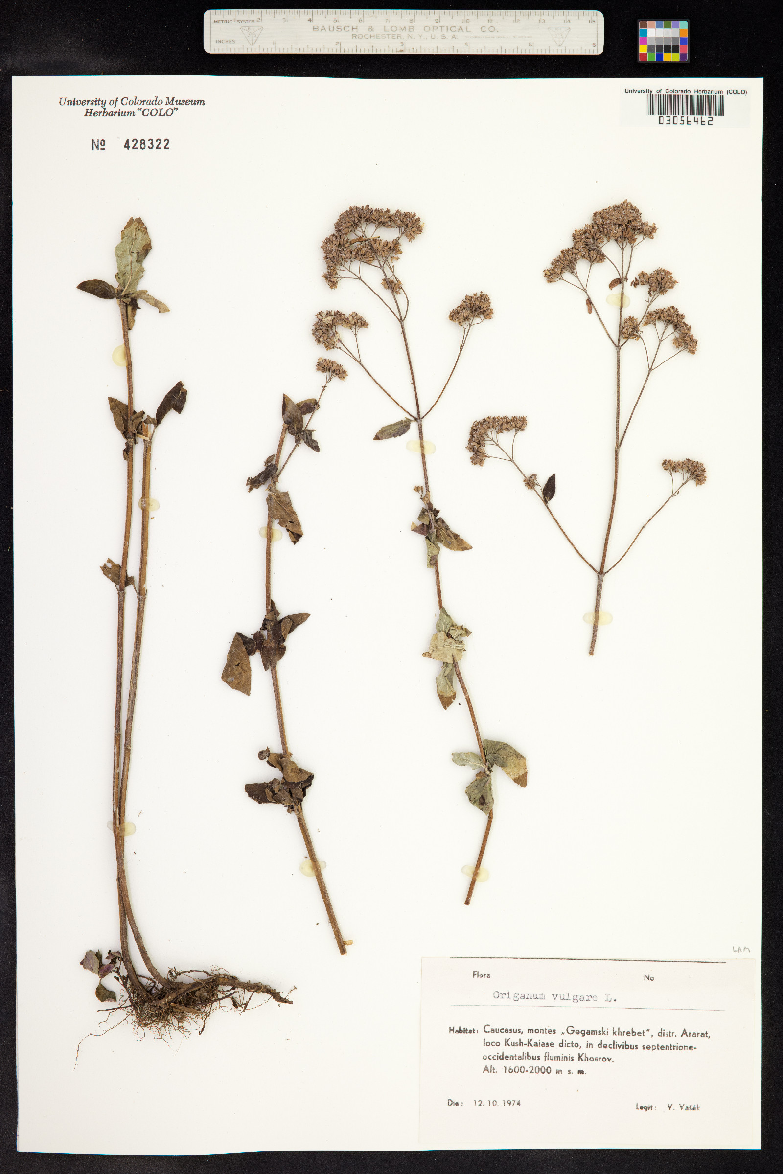 Origanum vulgare image