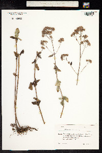 Origanum vulgare image