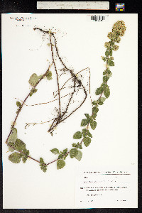 Origanum vulgare image