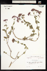 Origanum vulgare image