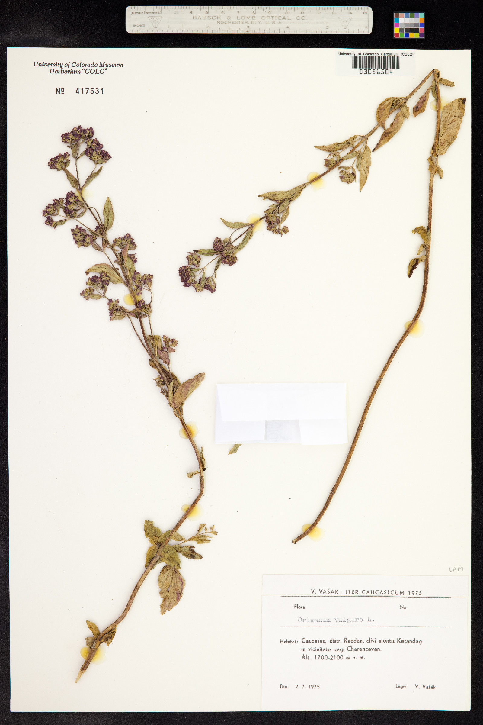 Origanum vulgare image