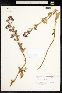 Origanum vulgare image