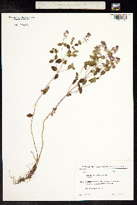 Origanum vulgare image