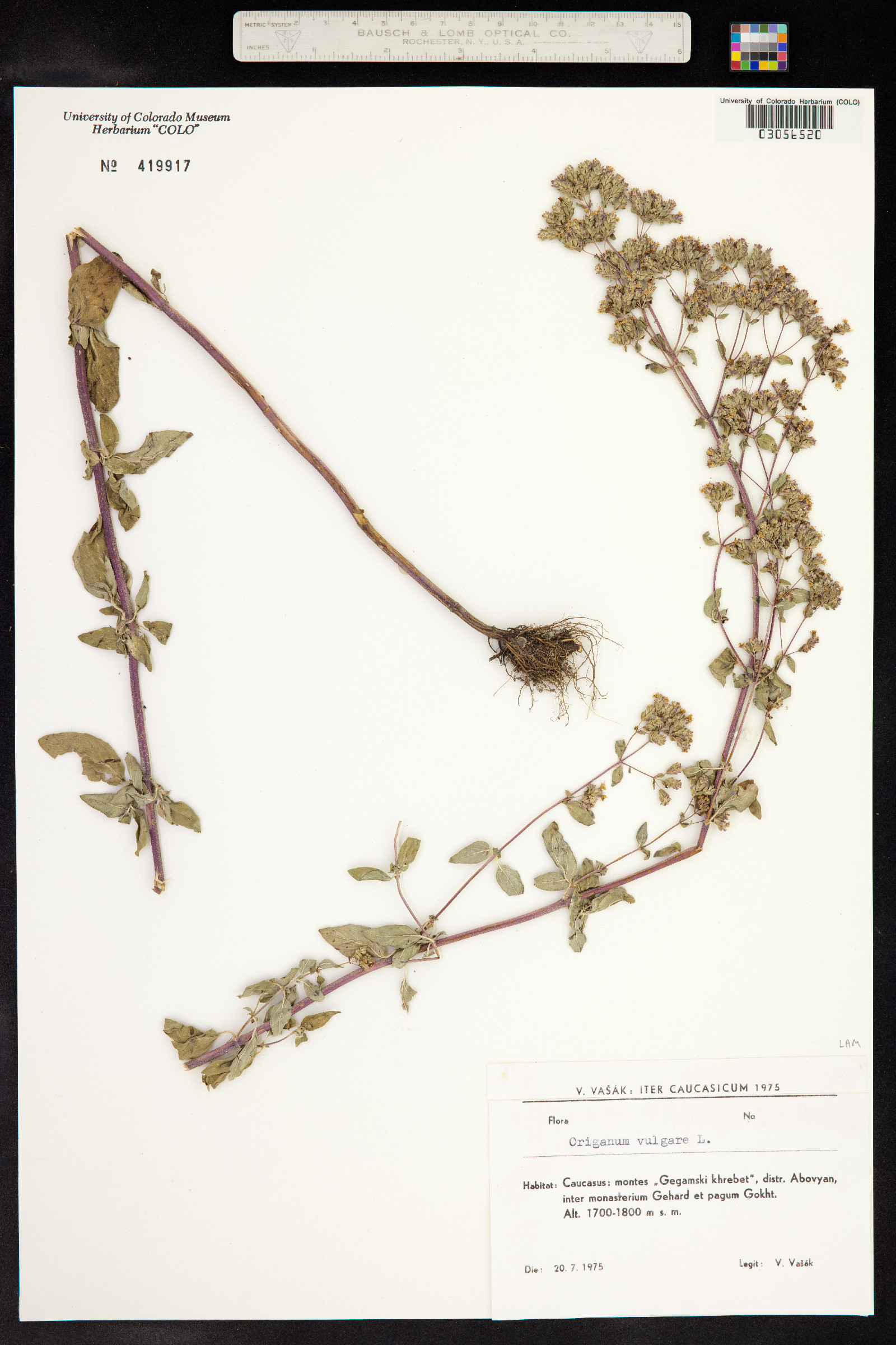 Origanum vulgare image