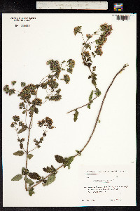 Origanum vulgare image