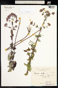 Origanum vulgare image