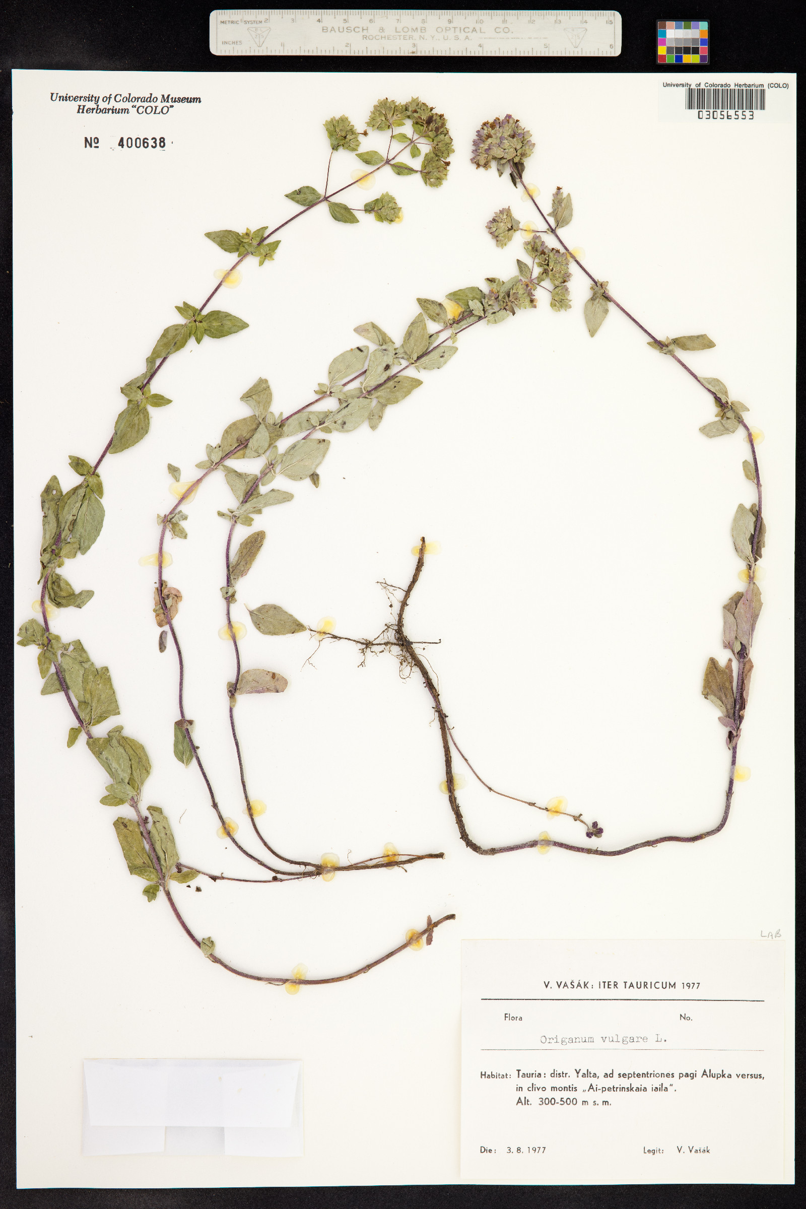 Origanum vulgare image