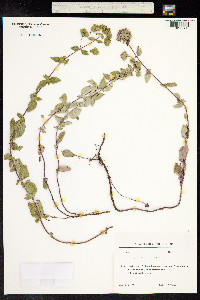 Origanum vulgare image